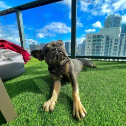 dog relaxing on rooftop terrace